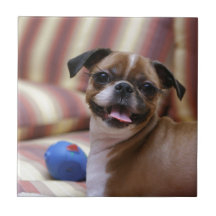 Super Niedlicher Hund mit ihrem Lieblingsball