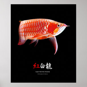 Super Red Arowanaの ポ タNr.01 Poster