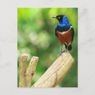 Super Starling Postcard Postkarte