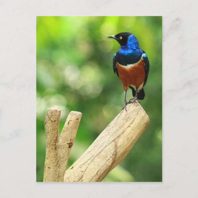 Super Starling Postcard Postkarte (Vorderseite)