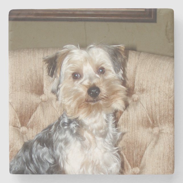 Super Sweet Yorkie Posing Steinuntersetzer (Vorderseite)