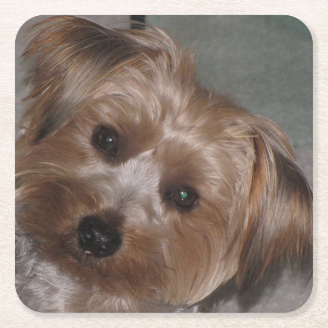Super Sweet Yorkie Untersetzer Set (Vorderseite)