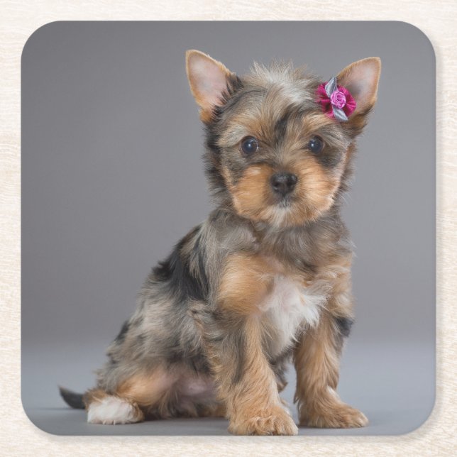Super Sweet Yorkshire Terrier (Yorkie) Welpe Rechteckiger Pappuntersetzer (Vorderseite)