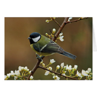 Super Tit sur la carte de voeux du jour de pluie