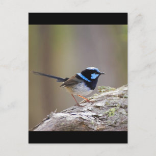 Superb Fairy-wren Postkarte