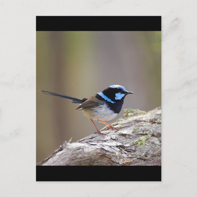 Superb Fairy-wren Postkarte (Vorderseite)