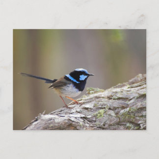 Superb Fairy-wren Postkarte