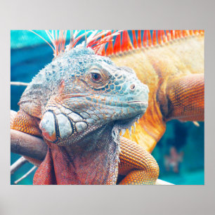 Superbe affiche colorée Iguana
