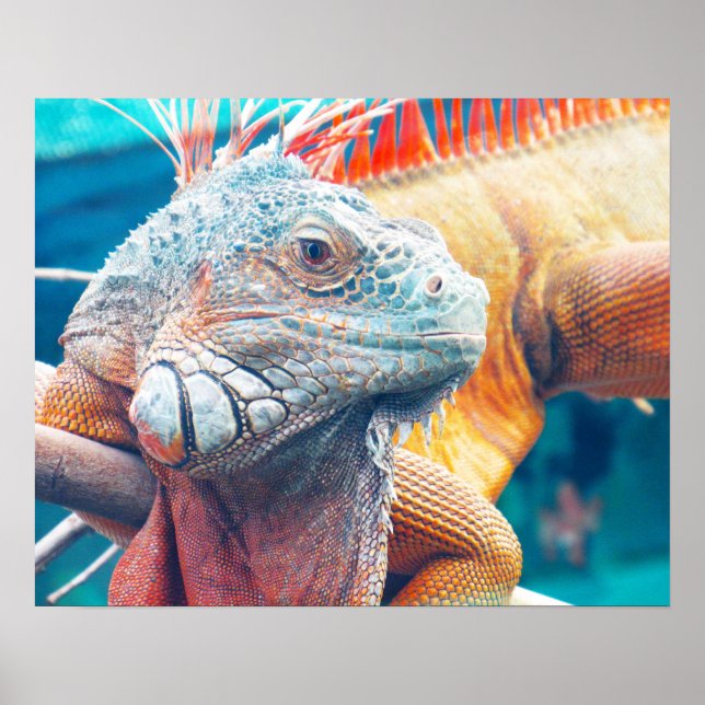 Superbe affiche colorée Iguana (Devant)
