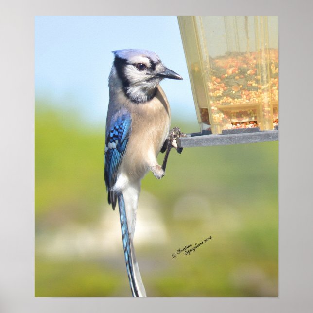 Superbe affiche ou impression Blue Jay (Devant)