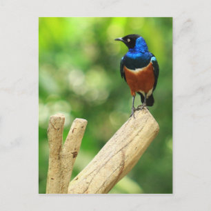 Superbe carte postale Starling