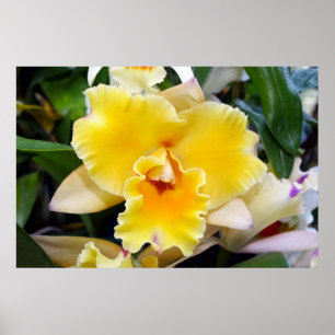 Superbe Poster d'orchidée exotique jaune