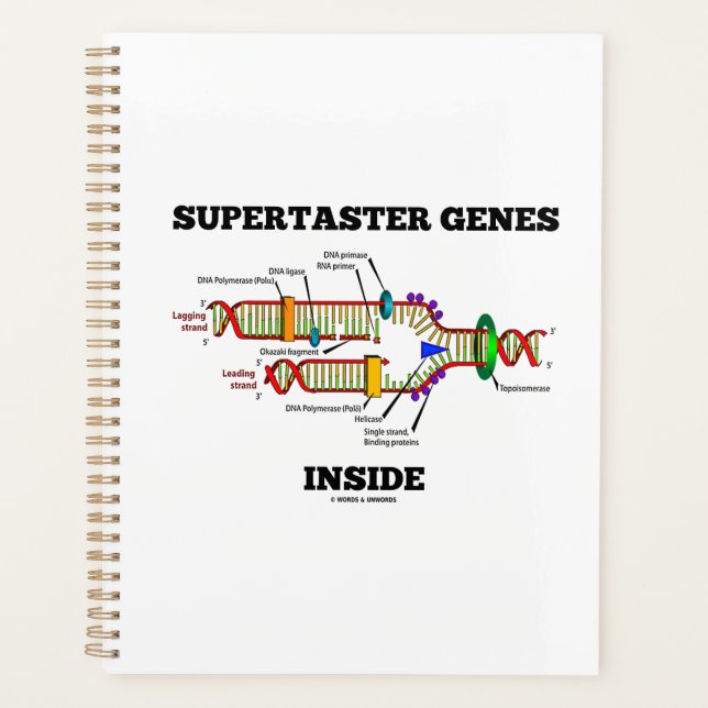 Supertaster-Gene innerhalb des DNA-Replikations-Sp Planer (Vorderseite)