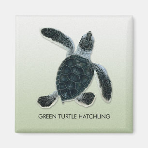 Suppenschildkrötehatchlings-Magnet Magnet