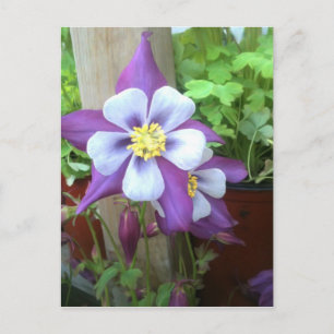 Sur la carte postale