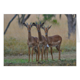 Sur l'alerte - carte d'impala