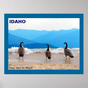 Surf ist auf! - Gänse Poster