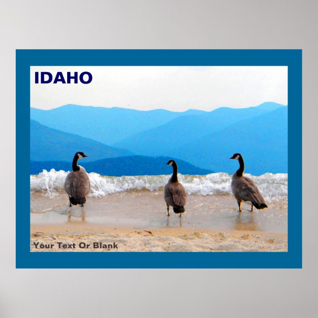 Surf ist auf! - Gänse Poster (Vorne)