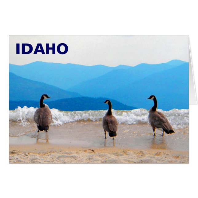 SURF ! - Oies (Devant horizontal)