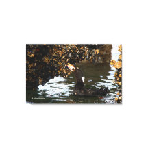 Surf Scoter Feasting auf Mussels und Barnacles