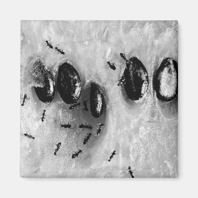 Surfameisen Magnet (Vorne)