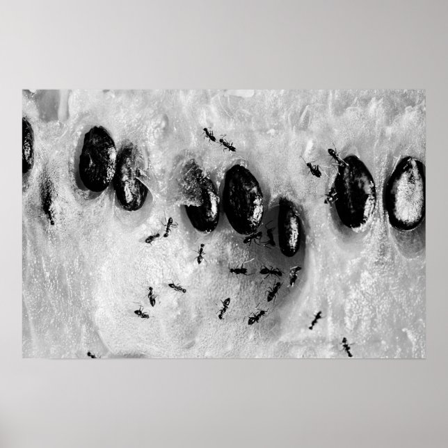 Surfameisen Poster (Vorne)