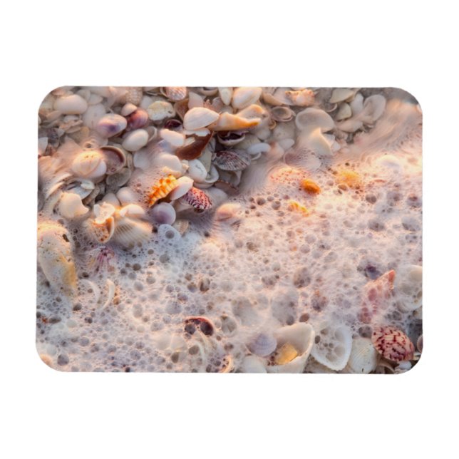 Surfen und Muscheln auf der Insel Sanibel Magnet (Horizontal)
