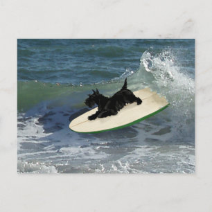 Surfende Scottish Terrier Postkarte
