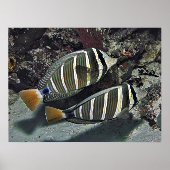 Surgeonfish Pair Poster (Vorne)