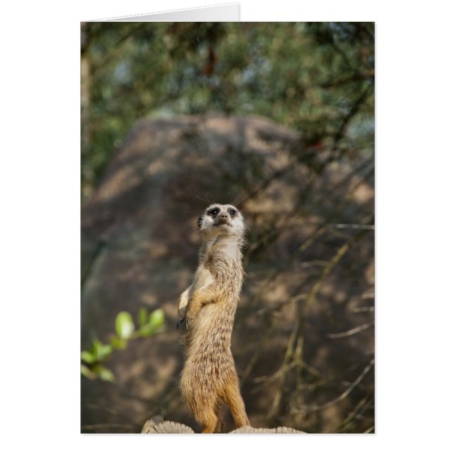 Suricate (Devant)