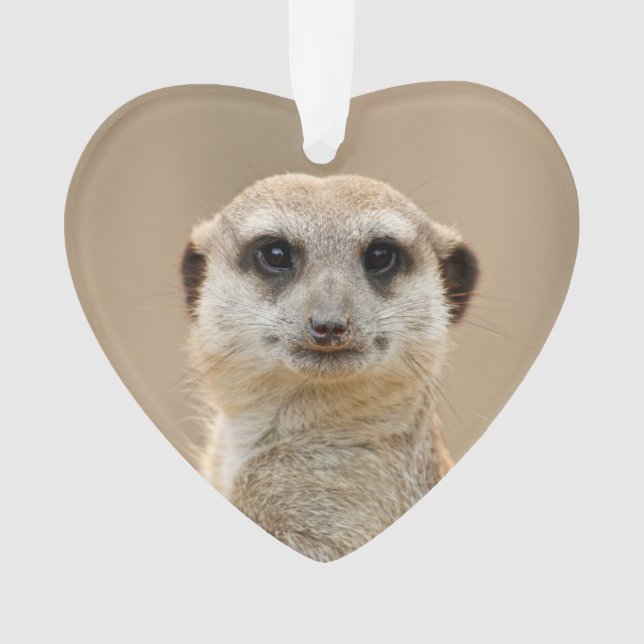 Suricate_2015_0211 (devant)