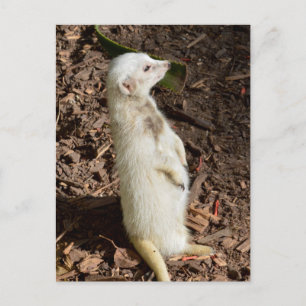 Suricate Blanc Debout, Carte Postale