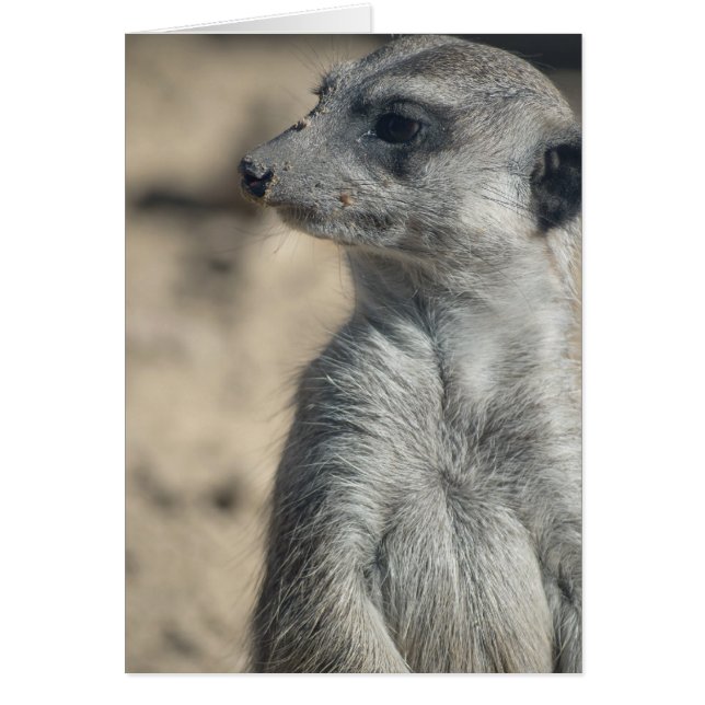 Suricate drôle (Devant)