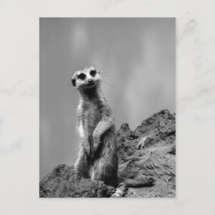 Suricate Postkarte