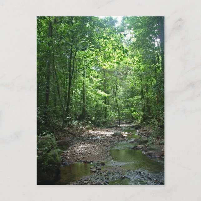 Suriname Forest Postkarte (Vorderseite)