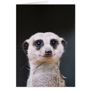 Surveillance de Meerkat