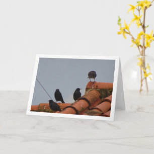 Surveiller les oiseaux sur la carte du toit