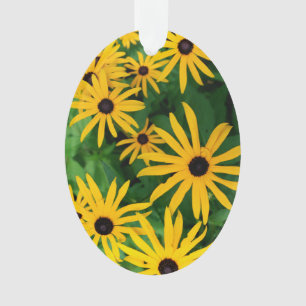 Susans aux yeux noirs