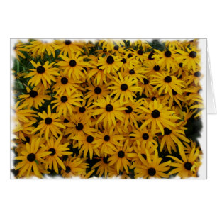 Susans observé par noir