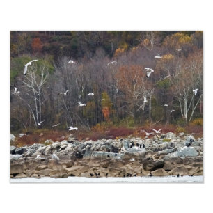 Susquehanna River Shoreline Fotodruck