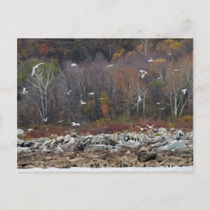 Susquehanna River Shoreline Postkarte