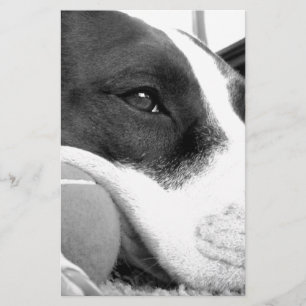 süß aussehender trauriger Pitbull-Hund schwarz wei Briefpapier