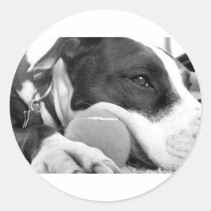 süß aussehender trauriger Pitbull-Hund schwarz wei Runder Aufkleber