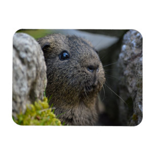 Süß, Kurzhaar, Agouti-Guinea Schweinefleisch in Ro Magnet