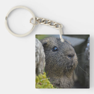 Süß, Kurzhaar, Agouti-Guinea Schweinefleisch in Ro Schlüsselanhänger