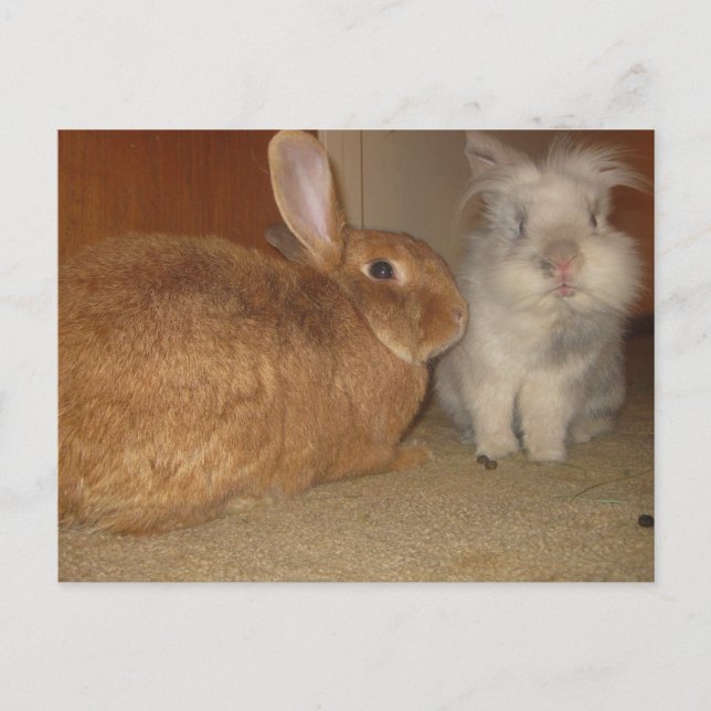 Süßbunnies Postkarte (Vorderseite)