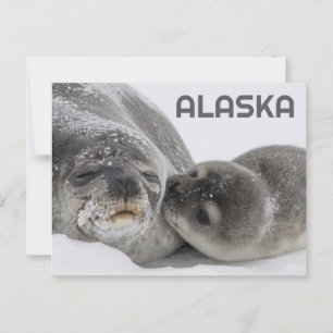 Süße Alaska-Babyrobbe und Mutter Postkarte