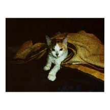 Süße als Kätzchen