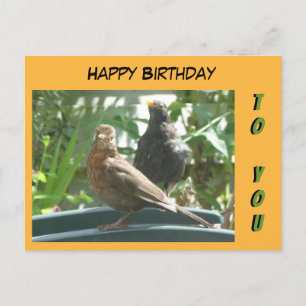 Süße Amsel Paar Happy Birthday Kunden-Postkarte Postkarte