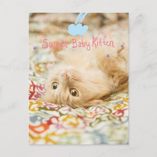 Süße Baby-Katze Postkarte (Vorderseite)